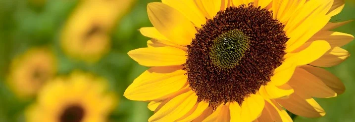 Gelbe Sonnenblume im Sonnenblumenfeld
